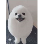 egg doggo