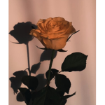 -Sunflower roses-