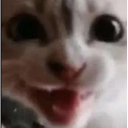MundoPeki2