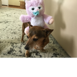 Doge friend club house