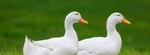 ChloChloduck Group
