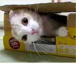 lovly cats for cat lovers