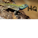 ##lizard squad/hq