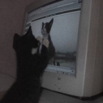 meowiscall