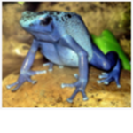 only frog clan