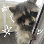 The raccoon nest