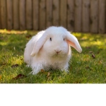 Funeh Bunny