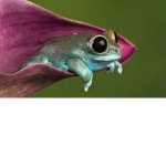 The Frogies cult