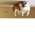 Oi bois