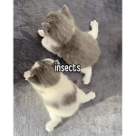 kіttеns