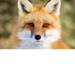 Demon Fox's Official Fan Group