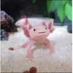 Jade's Axolotl Mafia