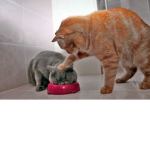thecatfriends