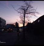 BitterForest/Bambalik55
