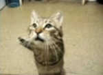 Silly Paws Co.