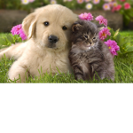 cats + dogs are cool