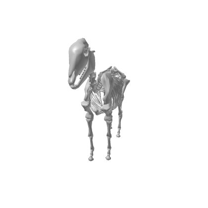 Horse Skeleton
