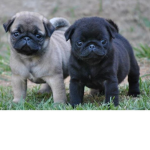 the most pug loving fan group