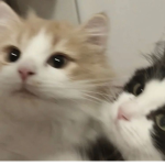 the guders <3