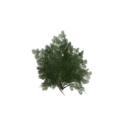 Bush