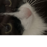 FELIX THE KITTY!