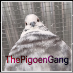 ThePannoGang