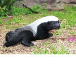 Badger Boi