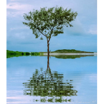 Plant a Tree