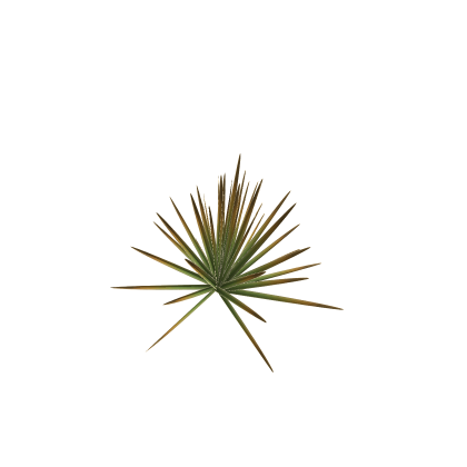 Agave Grass