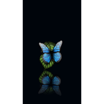 Night butterfly