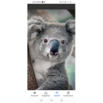 Koala fam for life