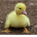 Duck Clothing Llc.