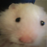 HAMMMMMSTTTERR