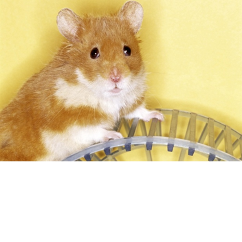 IT'S A HAMSTER LIFE! [new female hamster morph!]