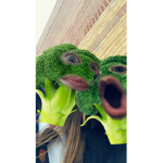 •Grmg•