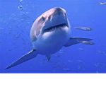 The Sharkies forever