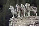We Are The Wolves