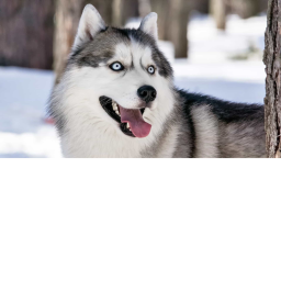 City of Huskies