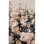 Roses for life <3