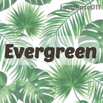 I I Evergreen Clothing I I
