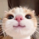 C4tt0