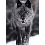 The Pack,