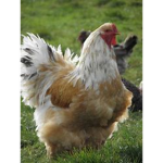 chicken nu