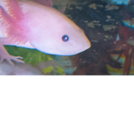 AXOLOTL Myths