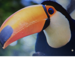 Mango_sqaud