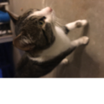 We like cats.