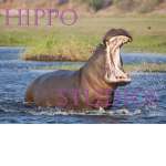 Hippo STUDIOS.