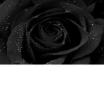 The Black Rose Group