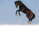 Cloud Chasing Riding Lessons