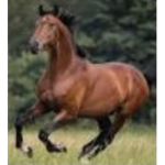 Horse~Group